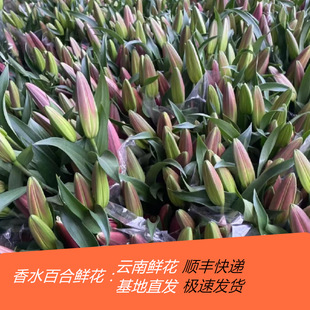 Perfume Lily Flowers Wholesale Yunnan Flowers Direct Batch Flower Shop Stall Flowers Wedding Decoration Community Group Purchase Supply