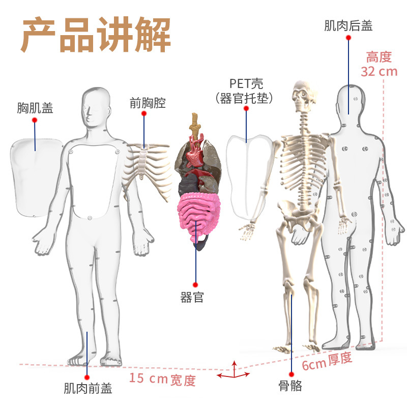 Modelo de estructura del cuerpo humano juguete para niños stem cognitivo ciencia y educación rompecabezas ensamblaje de órganos esqueleto esqueleto fabricante de estructura