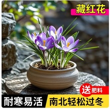 藏红花种球西红花药用番红花种球可泡茶观赏番红花种子球根