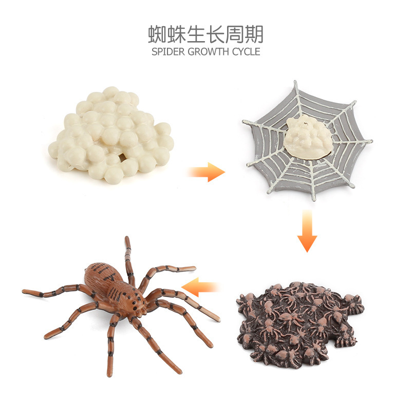 Simulación de exportación transfronteriza de insectos modelo de ciclo de crecimiento animal mariposa abeja Caracol Rana escorpión adornos cognitivos