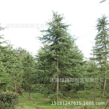 ѩɘ䳣Gֵ@ֲѩɘ4-6򳣾G^