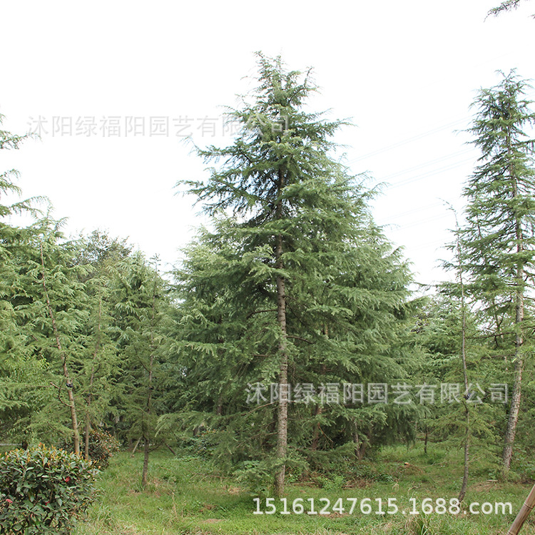 带泥雪松树常青绿化街道园林植物雪松树苗4米-6米土球常绿景观树