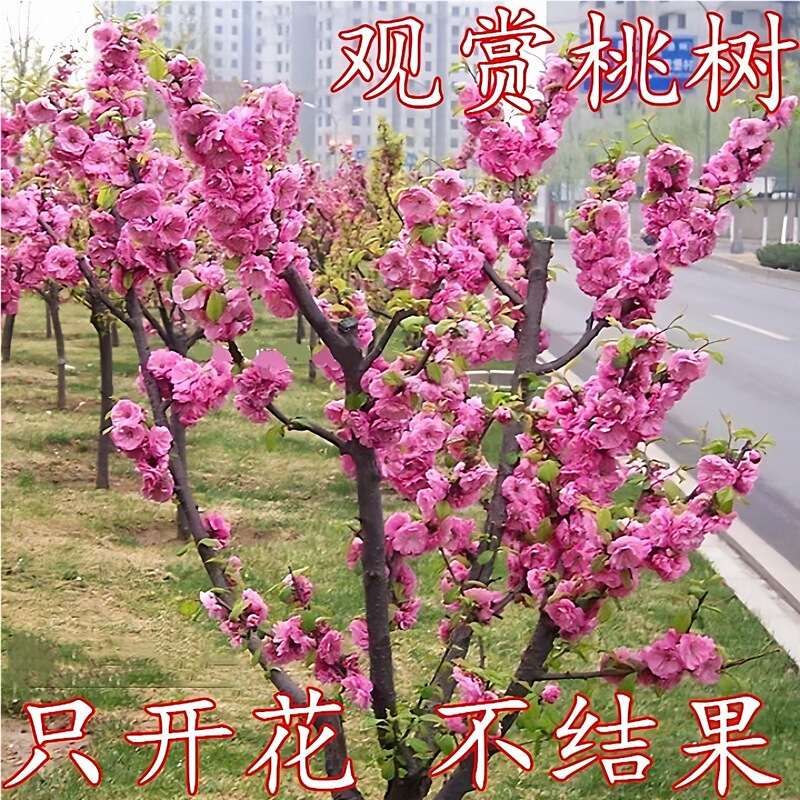 Peach Blossom and Red Leaf Peach Tree Saplings for Garden Decoration, Purple Leaf Peach Saplings for Landscaping Projects, Purple Leaf Peach for Villa Landscape Trees Peach Blossom and Red Leaf Peach Tree Saplings for Garden Decoration, Purple Leaf Peach Saplings for Landscaping Projects, Purple Leaf Peach for Villa Landscape Trees