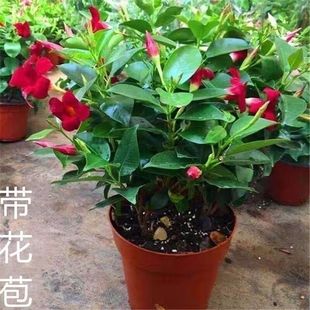 �h�����҃��̨���Ի����ļ��^�p�_��ֲ���ٱ����B