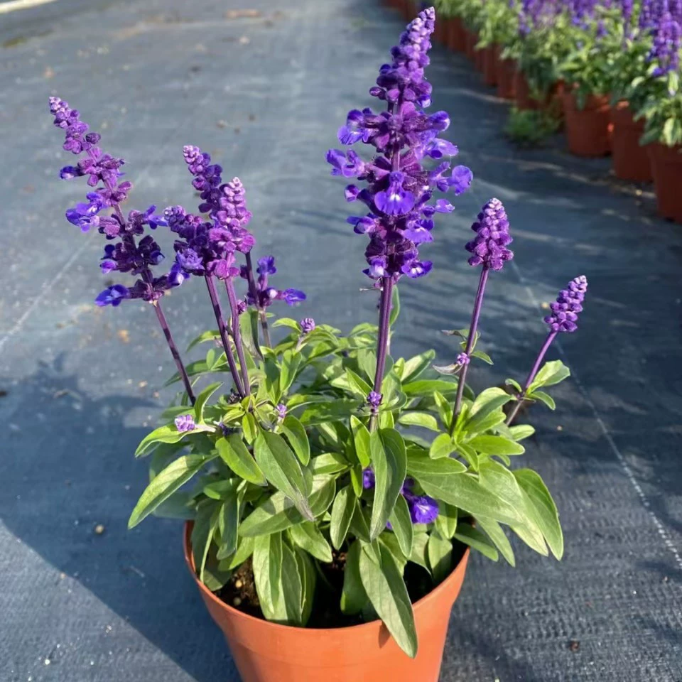 2201 база оптовая поставка супер шалфей