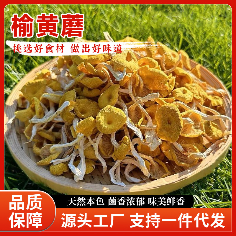 东北榆黄蘑干货蘑菇干黄蘑菇玉皇蘑鸡油菌野生蘑菇东北特产榆黄蘑