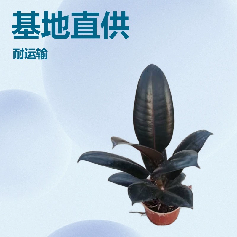 Поставка собственного производства Office Home Green Plants 90 чашек Черный Алмазный каучук баньян маленькие горшечные растения для очистки воздуха цветы оптом