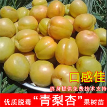 蜜罐白水杏树苗活苗南北方庭院地栽杏子树果苗盆栽嫁接大白杏当年