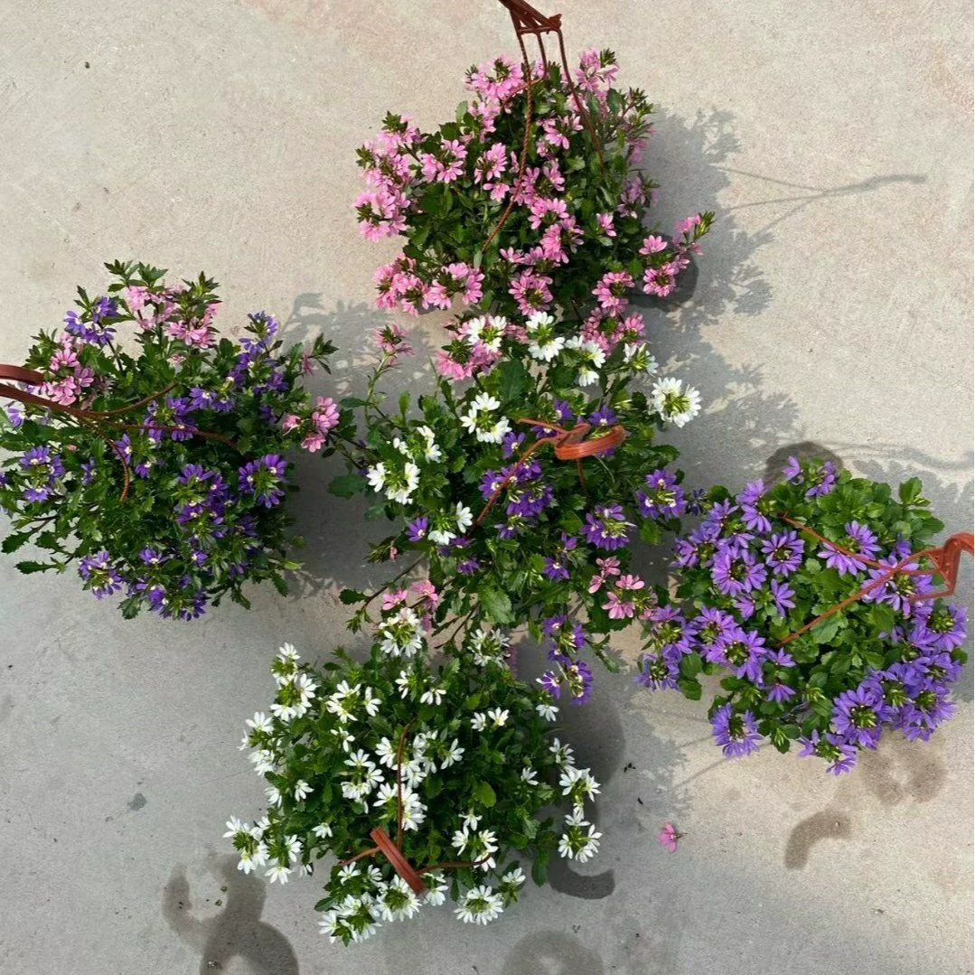 2202 база оптовая поставка цветного веера фиолетовый веер цветочный пол веер цветочный горшок