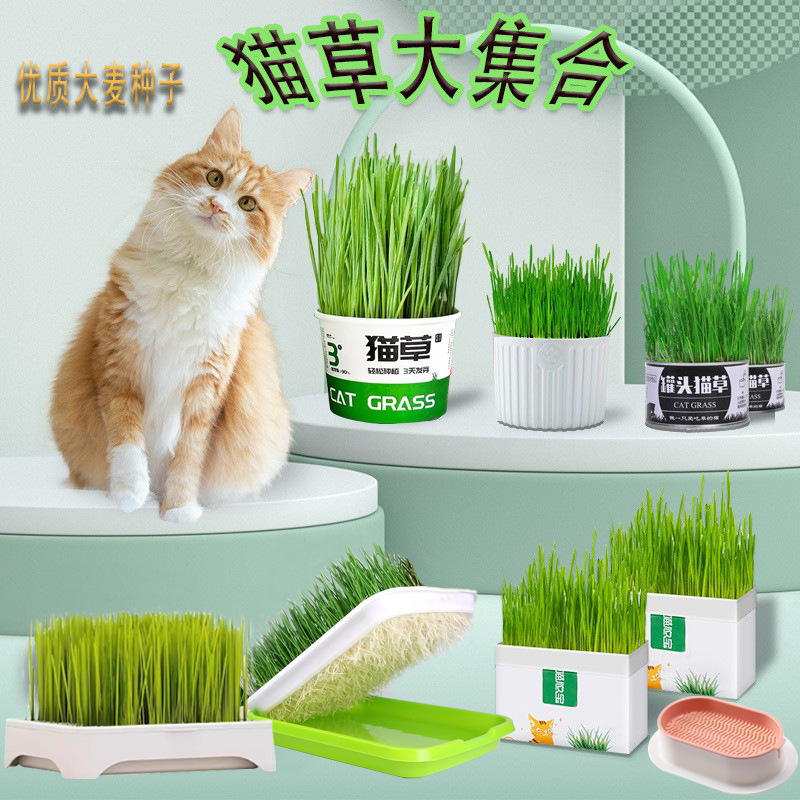 Cat grass wholesale wheat seed seed hydroponic box potted ready-to-eat hair ball tablets catnip snacks cat supplies