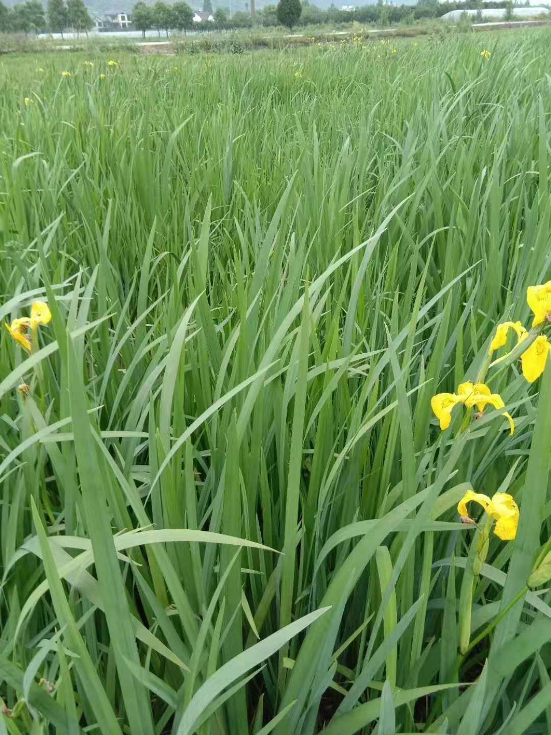 黄菖蒲水菖蒲花菖蒲以及各种水生植物沉水植物 种苗花卉网