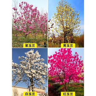 �t�����S�V���m�����玧�������̴��ͥԺ��������ֲ���ļ��_����