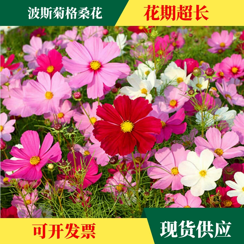 Семена цветов Космоса Семена цветов Гесанга Цветы Семена цветут весной и летом