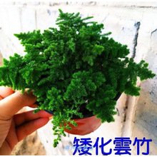 唐山矮生云竹文竹云松竹假山盆景办公室内桌面小盆栽好养绿植批发