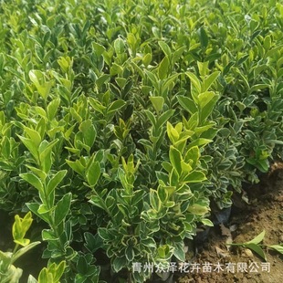 ��߅�S�� �����쾰�D�����@�G�����͹����糣�G��ľ�Nֲ����