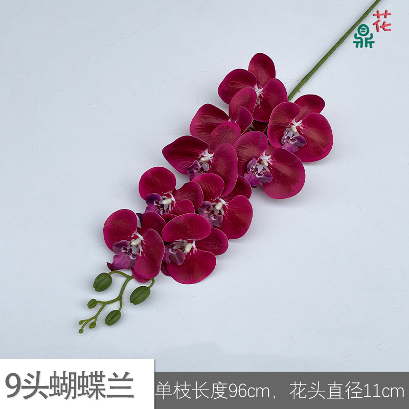 9 phalaenopsis GFG #4 화이트 코어 깊은 로즈 레드