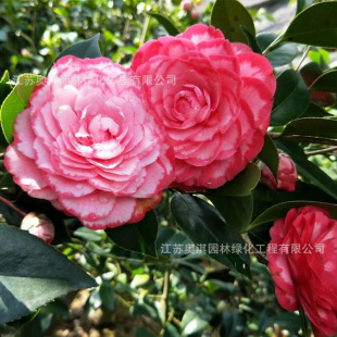 �軨�N��ɽ�軨��٢�_���ذ�󻨻�ɫ�G���ļ����NƷ�N�R����ă�