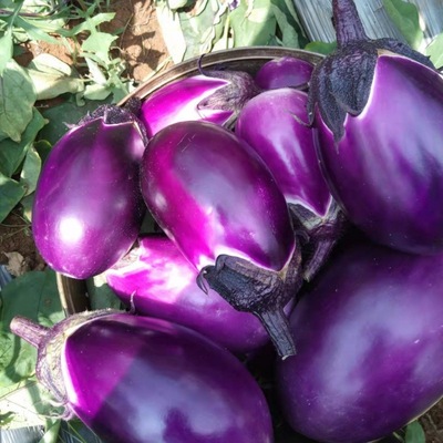 Eggplant Guizhou Farm Guizhou specialty fresh Manufactor wholesale One piece On behalf of Amazon Cross border