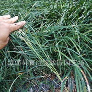 ����С�� �������l �̓r���� �����������r��