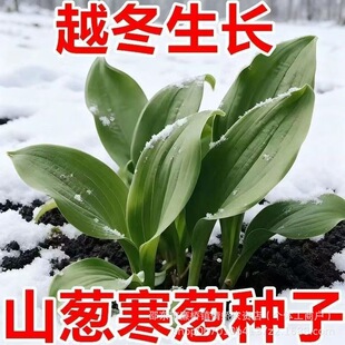 �ļ�ɽ�[�N��¹���·N������СԺ�ļ����˷Nֲ�ϱ����N�ѷN�Ӵ�ȫ