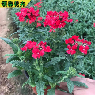 Thin-Leaf Beauty Cherry, Perennial Perennial Grass Flower That Blooms in All Seasons, Cold-Resistant and Drought-Resistant Seasonal Flower Wholesale Beauty Cherry