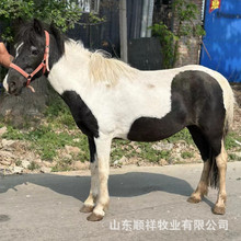 儿童骑乘德保矮马出售 袖珍马 活体马驹 小型宠物马价格 回收马匹