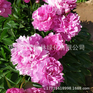 Root Block Florals All Year Round Courtyard Balcony with Buds Strong Fragrance Cold-Resistant Flower Plant Potted Perennial Peony Flower Seedlings Double Petals