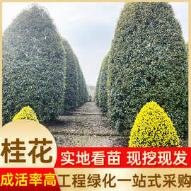 桂花树批发宜宾园林八月黄金桂血桂丹桂四季桂花树苗桂花树大型树