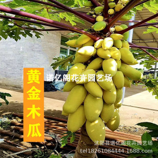 ˮ��ľ�ϰ����ش�ľ�����Sɫľ���箔��Y���Ϸ��Nֲ���Ե���