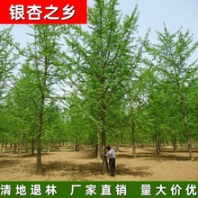 y֮l SֱN1-85yӘ yӻС侫ƷҎȫ