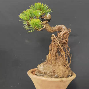 ��Ʒ��������ձ�������������辰�䘶���ͼ޽�ǧ����