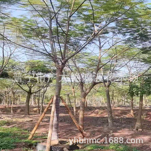 �V�|�Ռ����P����ֲ��t�����������ش����{����L���������ľ