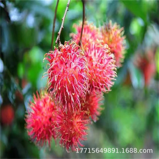 Hainan Rambutan Saplings, Yellow Rambutan Saplings, Sweet and Refreshing Red Rambutan Saplings, Potted Plants in the North and South That Bear Fruit in the Same Year