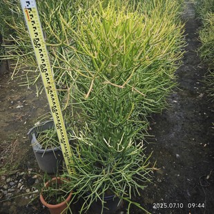 Supply of Landscaping, Landscape Design, Planting, Community, Villa, Factory Area Maintenance Projects, Sand Plants, Single Tree