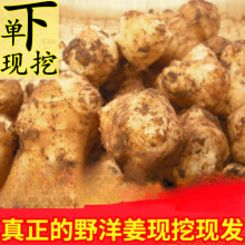 【10斤洋姜】现挖洋姜新鲜鬼子姜不辣姜菊芋洋姜种子2斤5批发