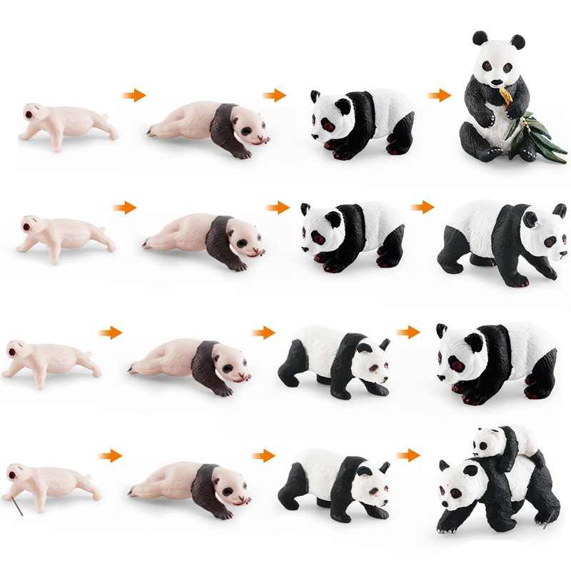 La simulación del ciclo de crecimiento de panda del Tesoro Nacional cognitivo de los niños animal gato oso proceso de crecimiento decoración estática modelo de juguete