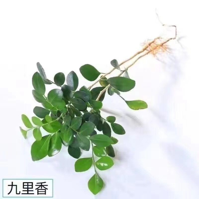 구리향 모종 3~5개(약 3cm)