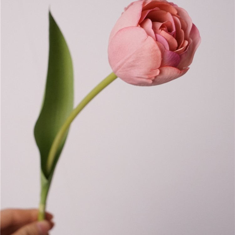 Touch Camellia Tulip - Begonia Rojo