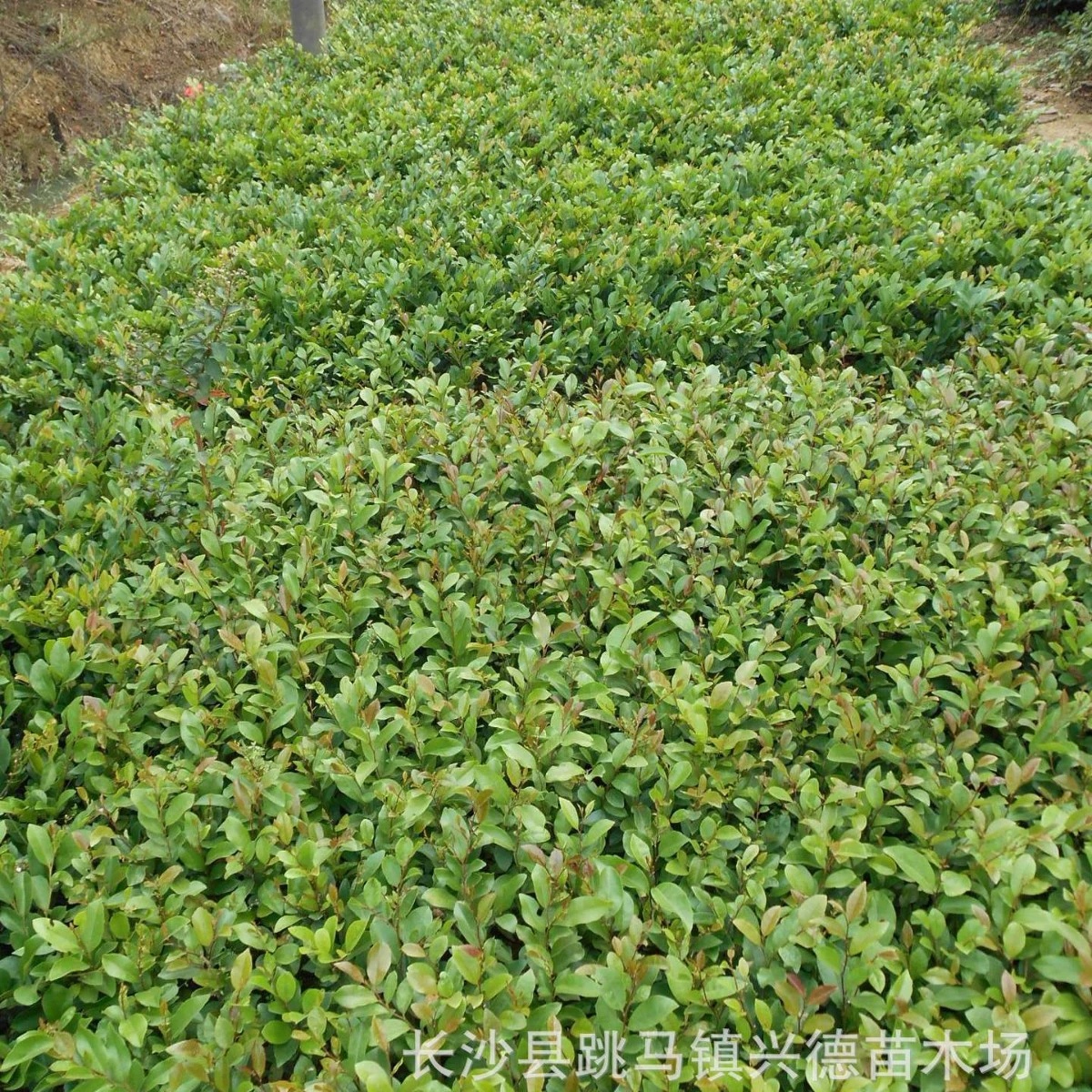 Оптовая продажа саженцев китайской москитной растительности для ландшафтного дизайна, малолистные шарообразные растения из Хунани, цена