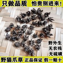 云南野生猫爪草材水洗新鲜干猫抓草胶囊配夏枯草散结包