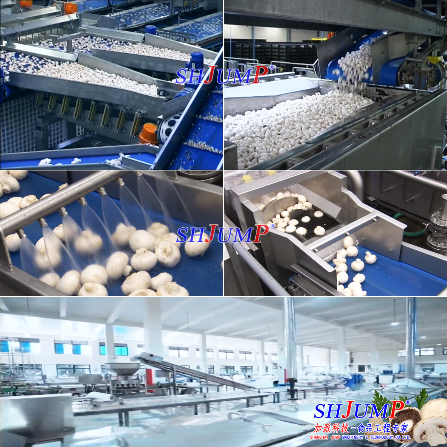 蘑菇罐頭加工生產(chǎn)線2