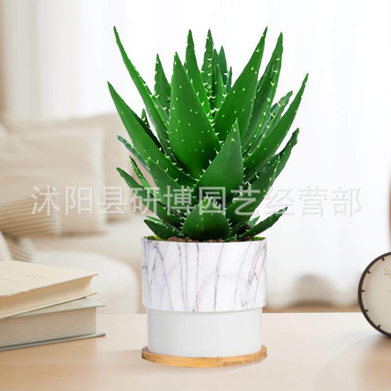 Curacao Aloe Vera sala de macetas belleza irrigación piel verde escritorio de oficina carne ciudad que nunca duerme Aloe Vera flores cactus
