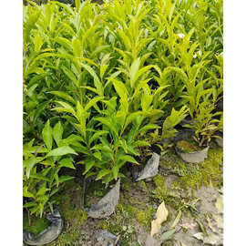 双色茉莉16杯苗 番茉莉 二色茉莉 长叶鸳鸯茉莉园林绿化地被植物