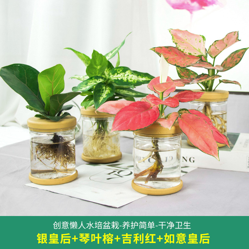 Plantas hidropónicas en maceta de flores de oficina de flores pequeñas plantas verdes en todas las estaciones, fácil de cultivar plantas en maceta de agua suculenta.