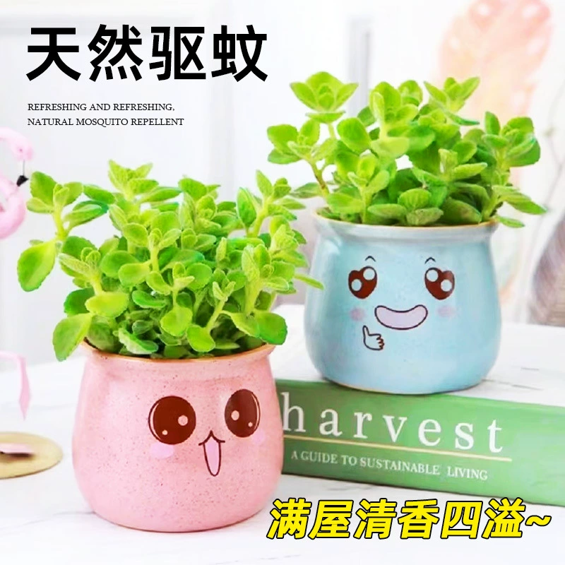 Ароматные съедобные зеленые растения в горшках, освежающий аромат, суккулентные растения и цветы, очищающие воздух ноткой аромата.