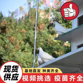 哪里有卖鸽子笼子的 木质鸽舍图片 信鸽广场鸽表演鸽空中鸽楼