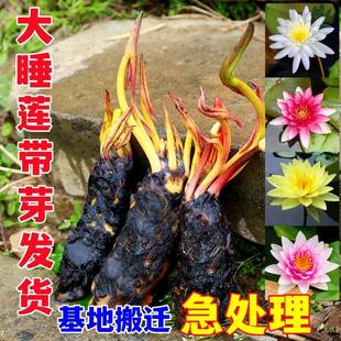 Large Water Lily for Ponds, Fish Tank Water Lily Root Block, Four-Season Potted Flower, Hydroponic Plant, Courtyard Balcony Water Lily Seedling