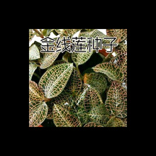 ș�ķN�ӽ�ɏ�N�ӽ�z�ҹ������𾀺����������̨�ļ��߲˷N��