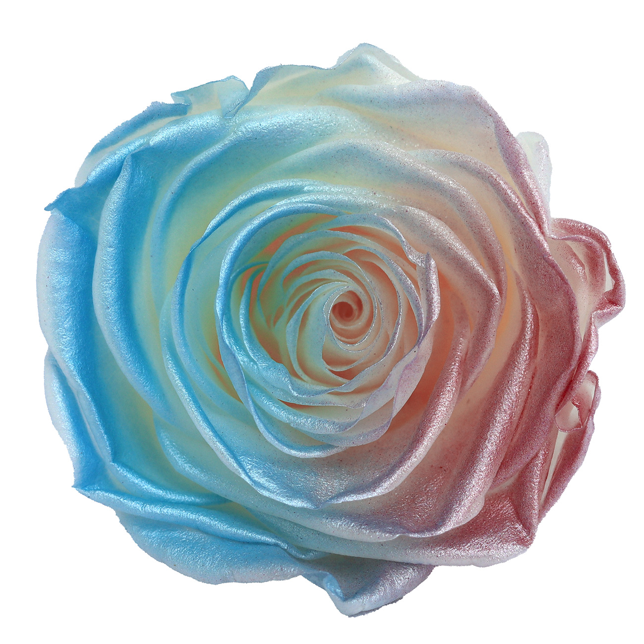 Rosa degradada eterna A+ con efecto degradado de color azul hielo, rosa seca triturada, flor preservada, fabricante de Yunnan, venta al por mayor.