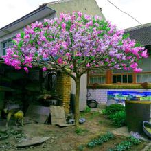 丁香花树苗庭院绿化丁香树苗盆栽地栽白花紫花树苗四季开花耐寒耐